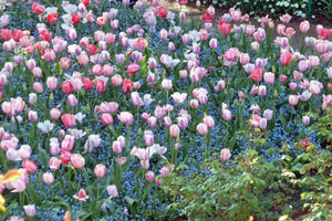 tulips at Giverny