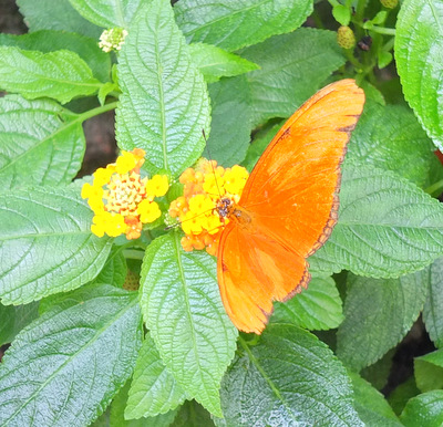 Mainau gardens butterfly
