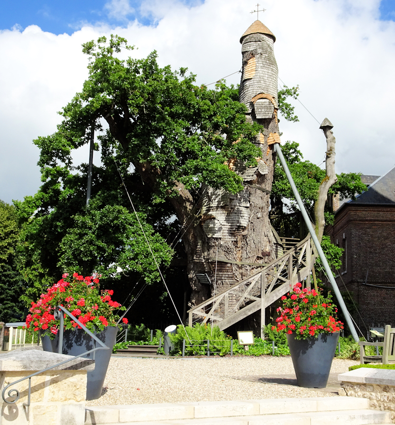 Allouville ancient oak tree