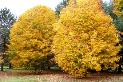 golden trees at Stowe