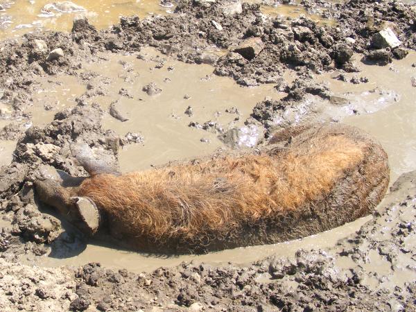 pig in mud bath