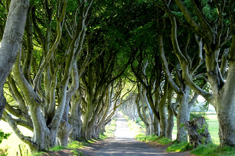 Dark hedges a Game of Thrones location
